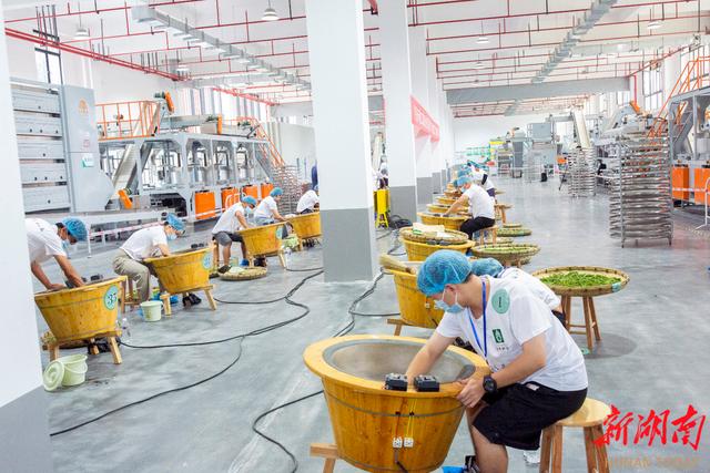 巧手揉制茶飘香——“湘西黄金茶 创新创业带动就业惠万家”吉首市第二届职业技能竞赛举行(图1) 巧手揉制茶飘香——“湘西黄金茶 创新创业带动就业惠万家”吉首市第二届职业技能竞赛举行(图1)