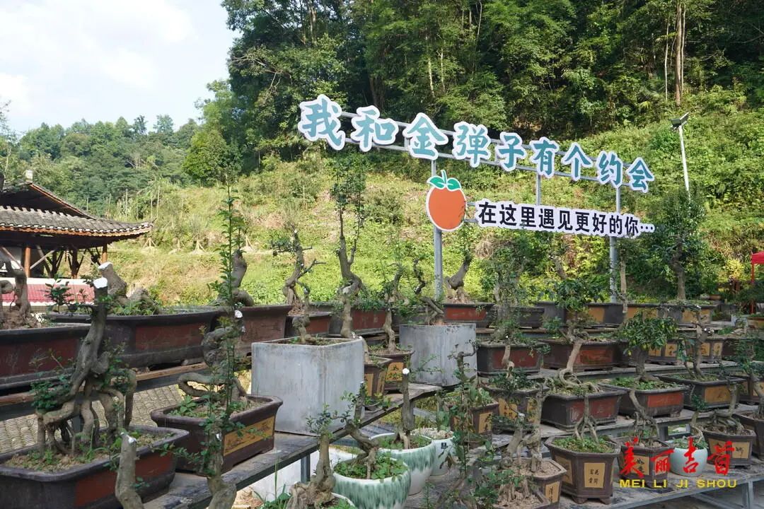 “贷”动创业梦想 托起就业民生|吉首市创业担保贷款存量突破亿元大关!(图11) “贷”动创业梦想 托起就业民生|吉首市创业担保贷款存量突破亿元大关!(图11)