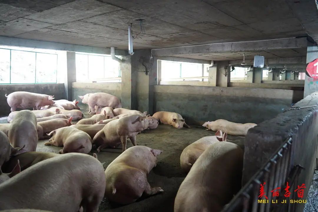 “贷”动创业梦想 托起就业民生|吉首市创业担保贷款存量突破亿元大关!(图8) “贷”动创业梦想 托起就业民生|吉首市创业担保贷款存量突破亿元大关!(图8)