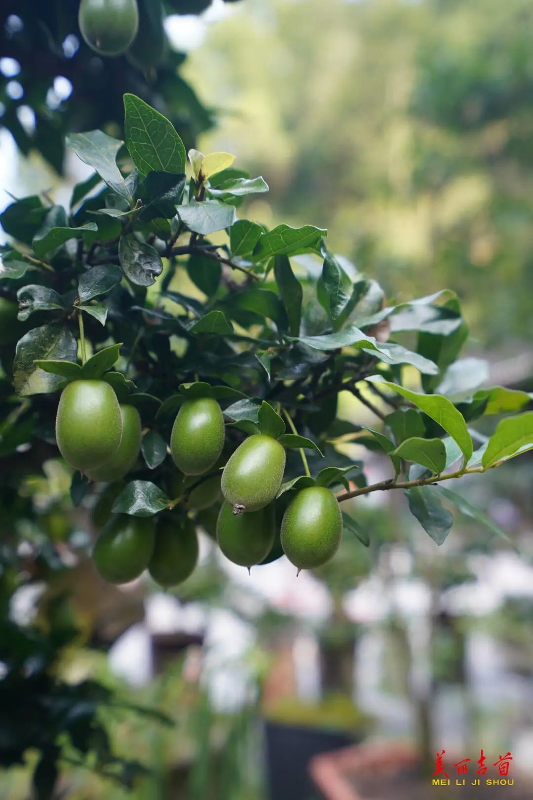 “贷”动创业梦想 托起就业民生|吉首市创业担保贷款存量突破亿元大关!(图12) “贷”动创业梦想 托起就业民生|吉首市创业担保贷款存量突破亿元大关!(图12)