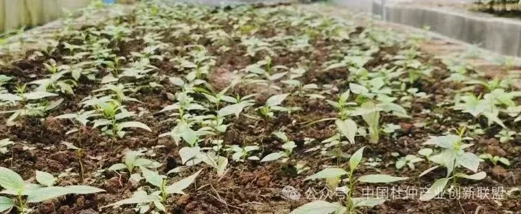 吉首大学开发高效育苗用杜仲翅果剥壳机(图1) 吉首大学开发高效育苗用杜仲翅果剥壳机(图1)