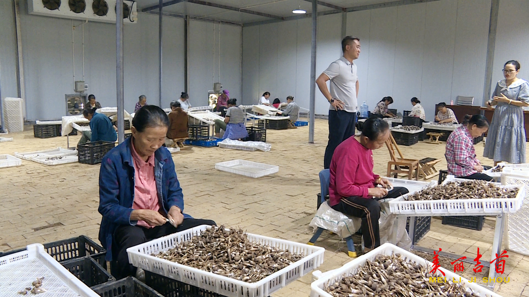 吉首这个村!种上了致富“黑黄金”(图4) 吉首这个村!种上了致富“黑黄金”(图4)