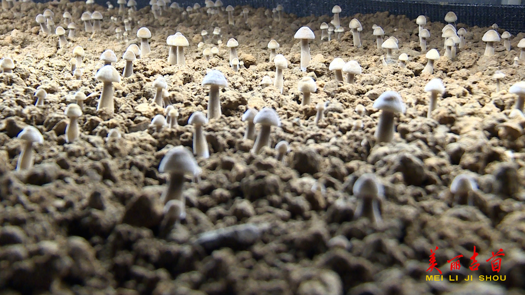 吉首这个村!种上了致富“黑黄金”(图1) 吉首这个村!种上了致富“黑黄金”(图1)