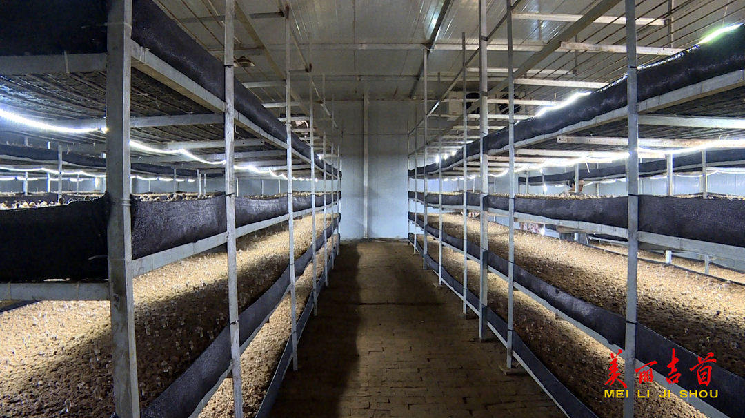 吉首这个村!种上了致富“黑黄金”(图2) 吉首这个村!种上了致富“黑黄金”(图2)