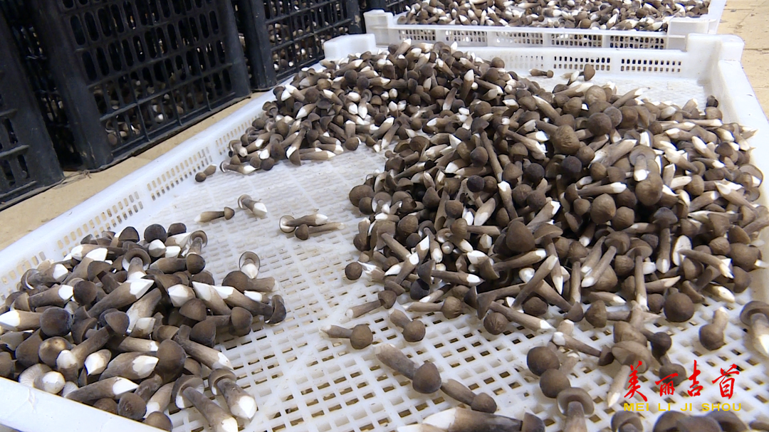 吉首这个村!种上了致富“黑黄金”(图3) 吉首这个村!种上了致富“黑黄金”(图3)