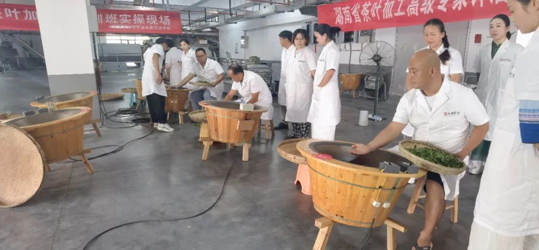 吉首市人社部门牵头组织开展茶叶加工工培训(图2) 吉首市人社部门牵头组织开展茶叶加工工培训(图2)