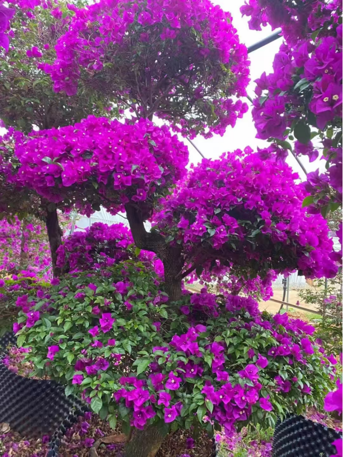 吉首市瑞景园艺有限责任公司(图2) 吉首市瑞景园艺有限责任公司(图2)