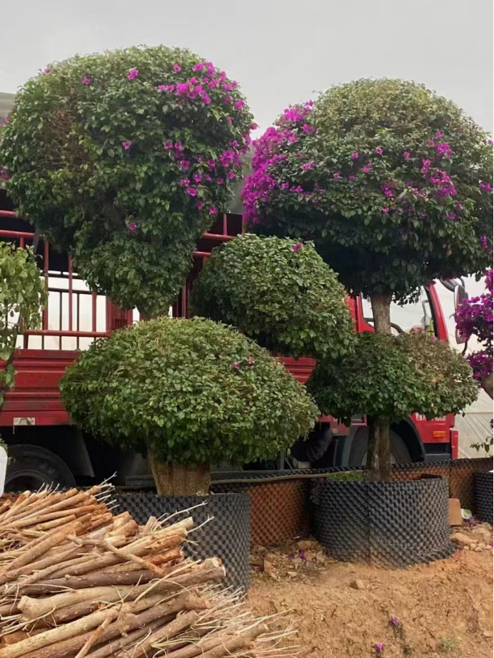 吉首市瑞景园艺有限责任公司(图1) 吉首市瑞景园艺有限责任公司(图1)