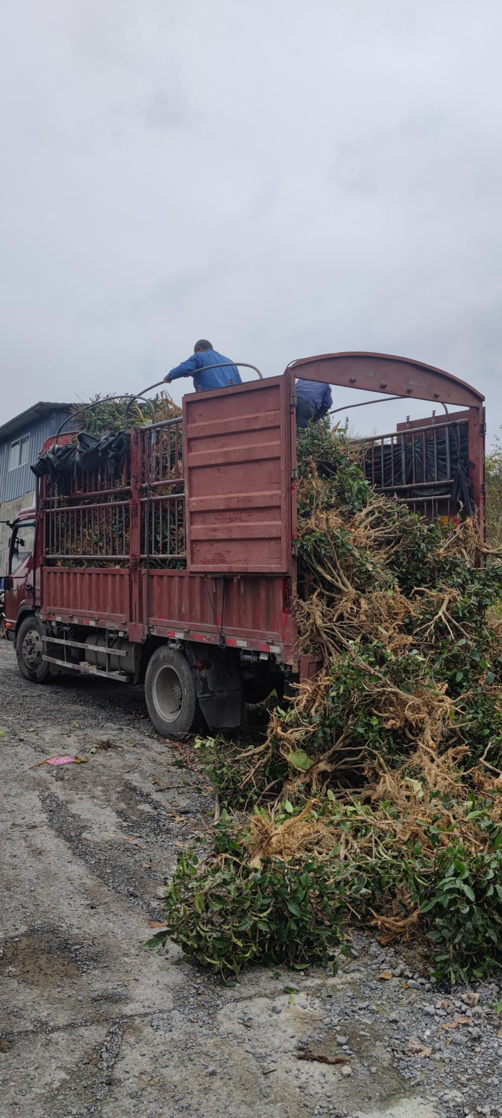 吉首宝福农业有限公司(图1) 吉首宝福农业有限公司(图3)