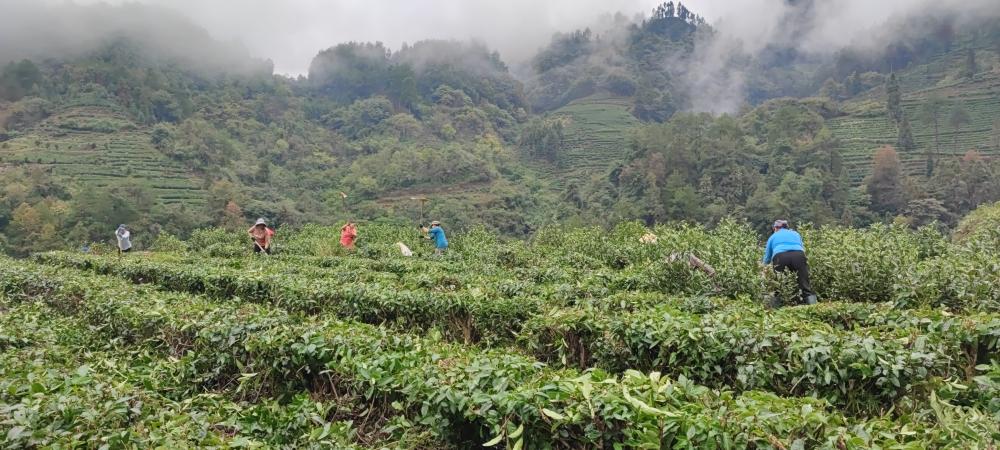 吉首宝福农业有限公司(图2) 吉首宝福农业有限公司(图4)