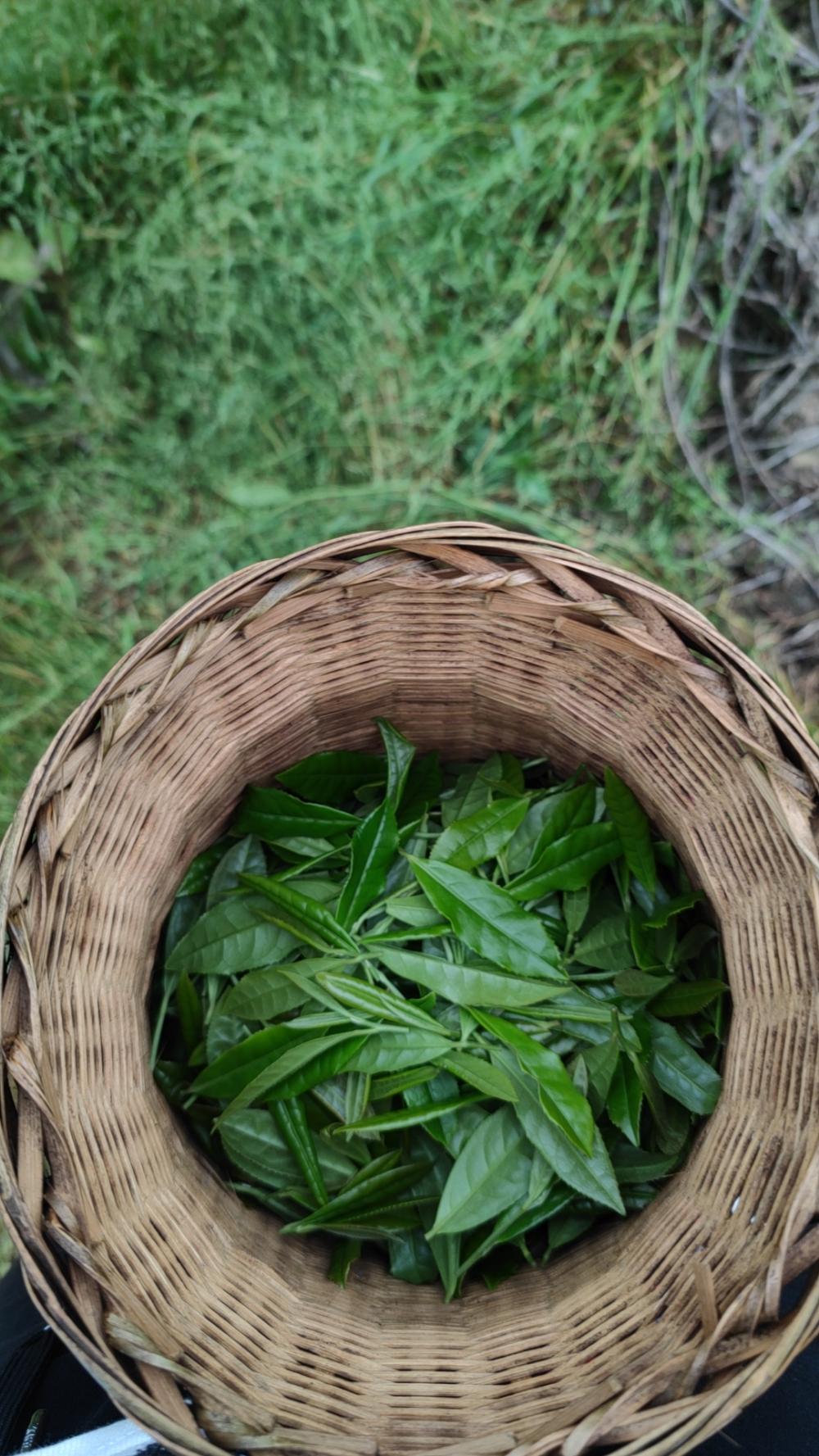 吉首宝福农业有限公司(图4) 吉首宝福农业有限公司(图6)