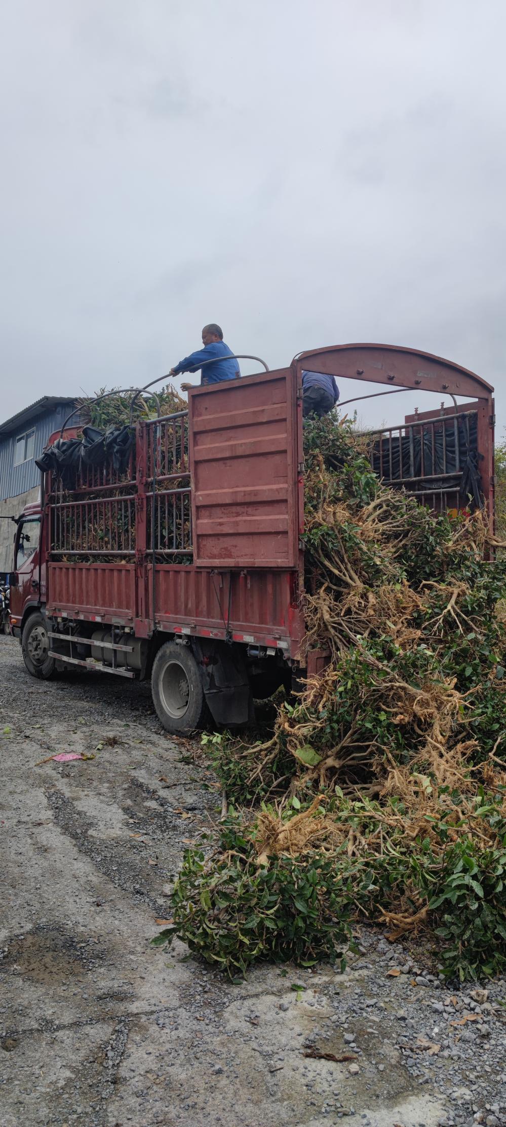 吉首宝福农业有限公司(图5) 吉首宝福农业有限公司(图7)