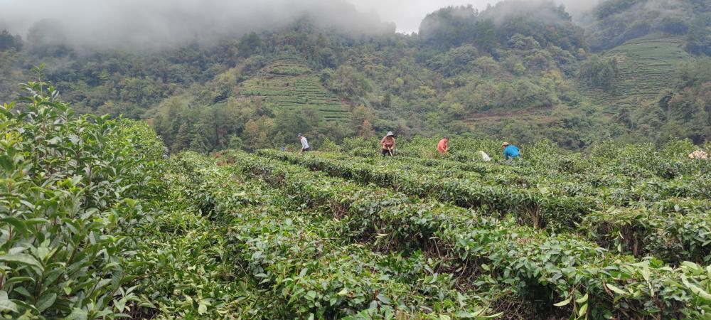 吉首宝福农业有限公司(图6) 吉首宝福农业有限公司(图8)