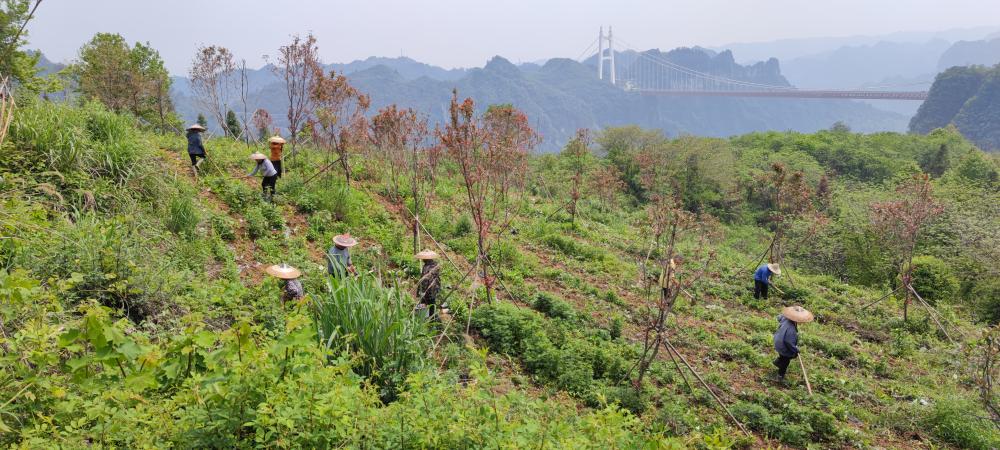 吉首宝福农业有限公司(图7) 吉首宝福农业有限公司(图9)