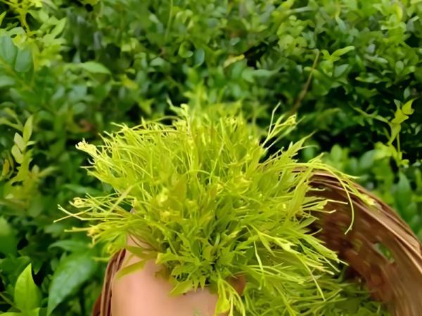 莓茶饮料与莓茶啤酒：市场的机遇与挑战